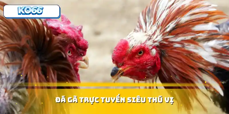 Đá gà trực tuyến siêu thú vị