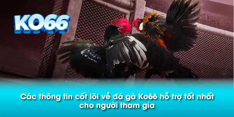 Các thông tin cốt lõi về đá gà Ko66 hỗ trợ tốt nhất cho người tham gia