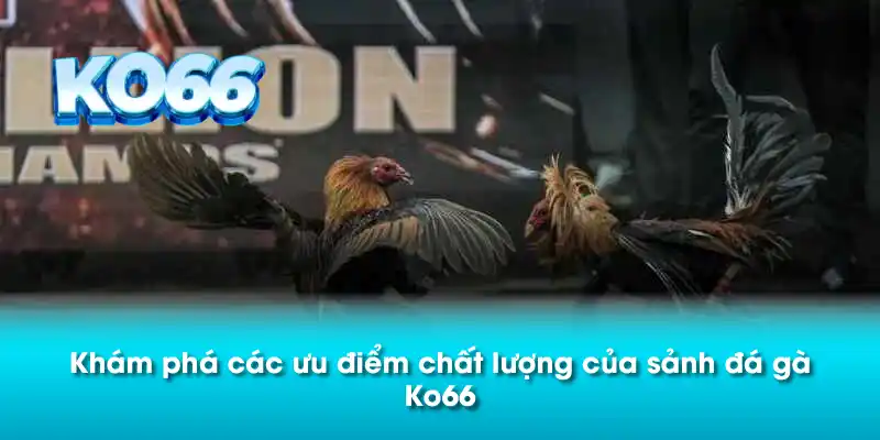 Khám phá các ưu điểm chất lượng của sảnh đá gà Ko66