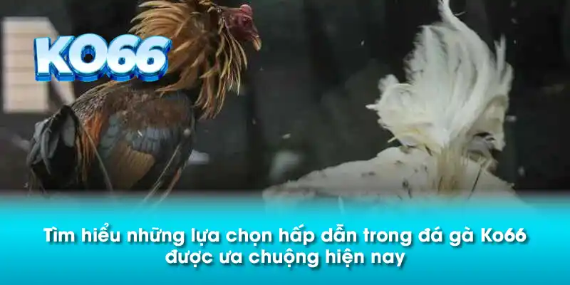 Tìm hiểu những lựa chọn hấp dẫn trong đá gà Ko66 được ưa chuộng hiện nay